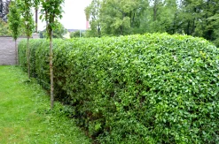 Bredbladig liguster Krukodlad><noscript><img width=