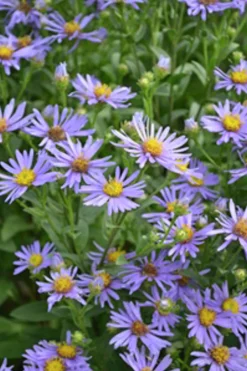 Brittsommaraster 'Axel Tallner'>Omnia garden Best
