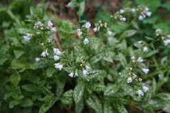 Brokbladig lungört 'Ocupol'><noscript><img width=