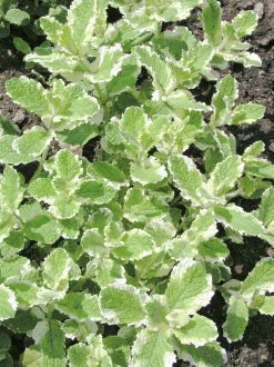Brokbladig äppelmynta 'Variegata'>Omnia garden Sale