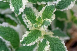 Brokbladig äppelmynta 'Variegata'>Omnia garden Sale
