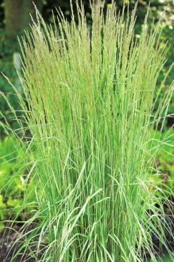 Brokbladigt Tuvrör 'Overdam' 2L>Omnia garden Outlet