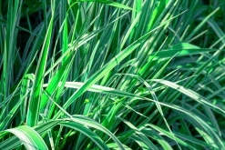 Brokbladigt Tuvrör 'Overdam' 2L>Omnia garden Outlet