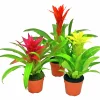 Bromelia lat. Guzmania 'Sunnies'>Mäster Grön Discount