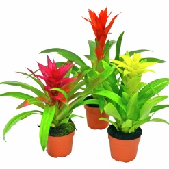 Bromelia lat. Guzmania 'Sunnies'>Mäster Grön Discount