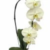 Brudorkidé lat. Phalaenopsis spp. 5 Stänglar Vit>Mäster Grön Best