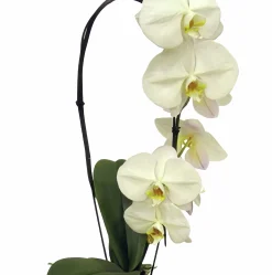 Brudorkidé lat. Phalaenopsis spp. 5 Stänglar Vit>Mäster Grön Best