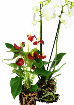Brudorkidé lat. Phalaenopsis spp.>Mäster Grön