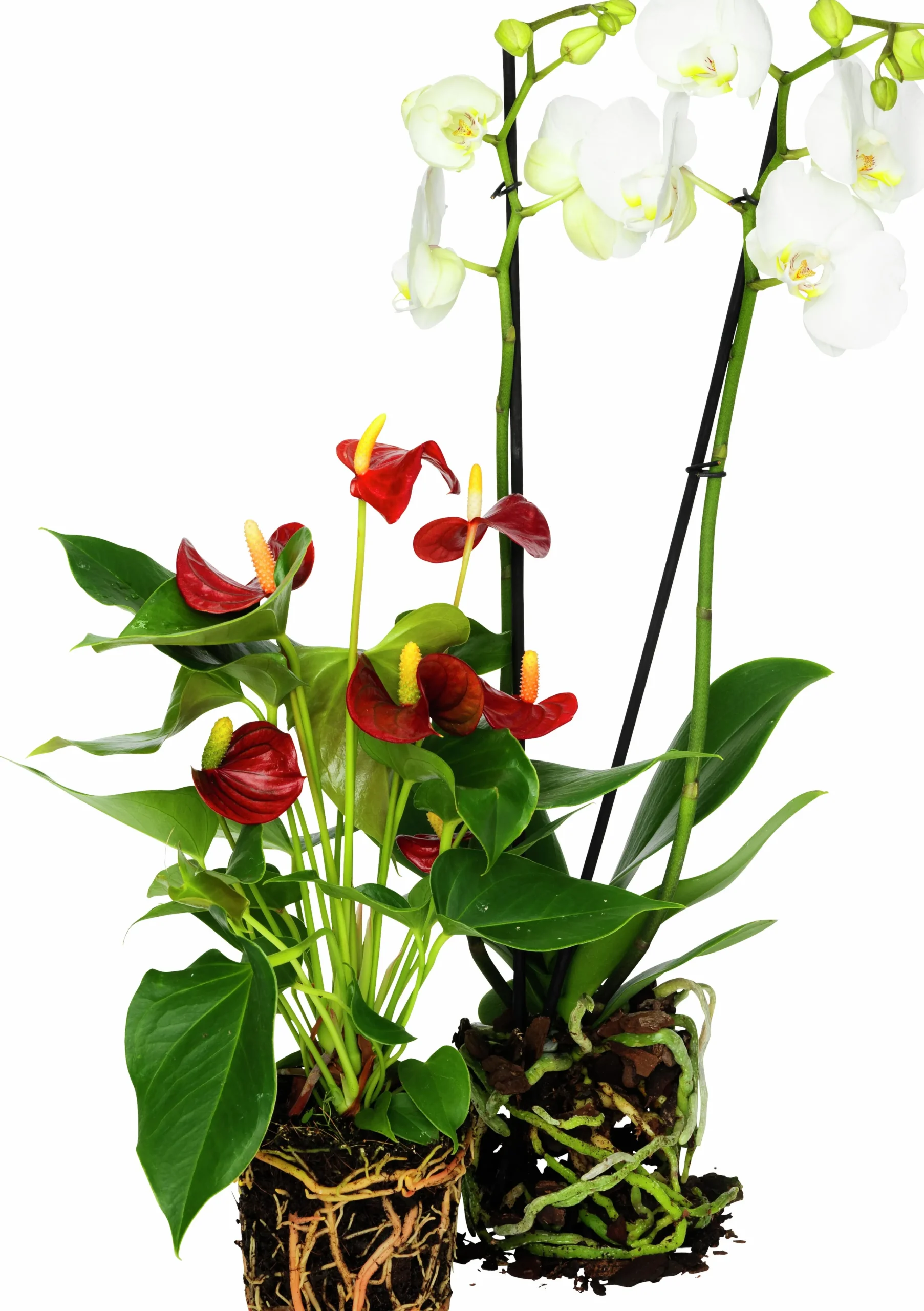 Brudorkidé lat. Phalaenopsis spp.>Mäster Grön