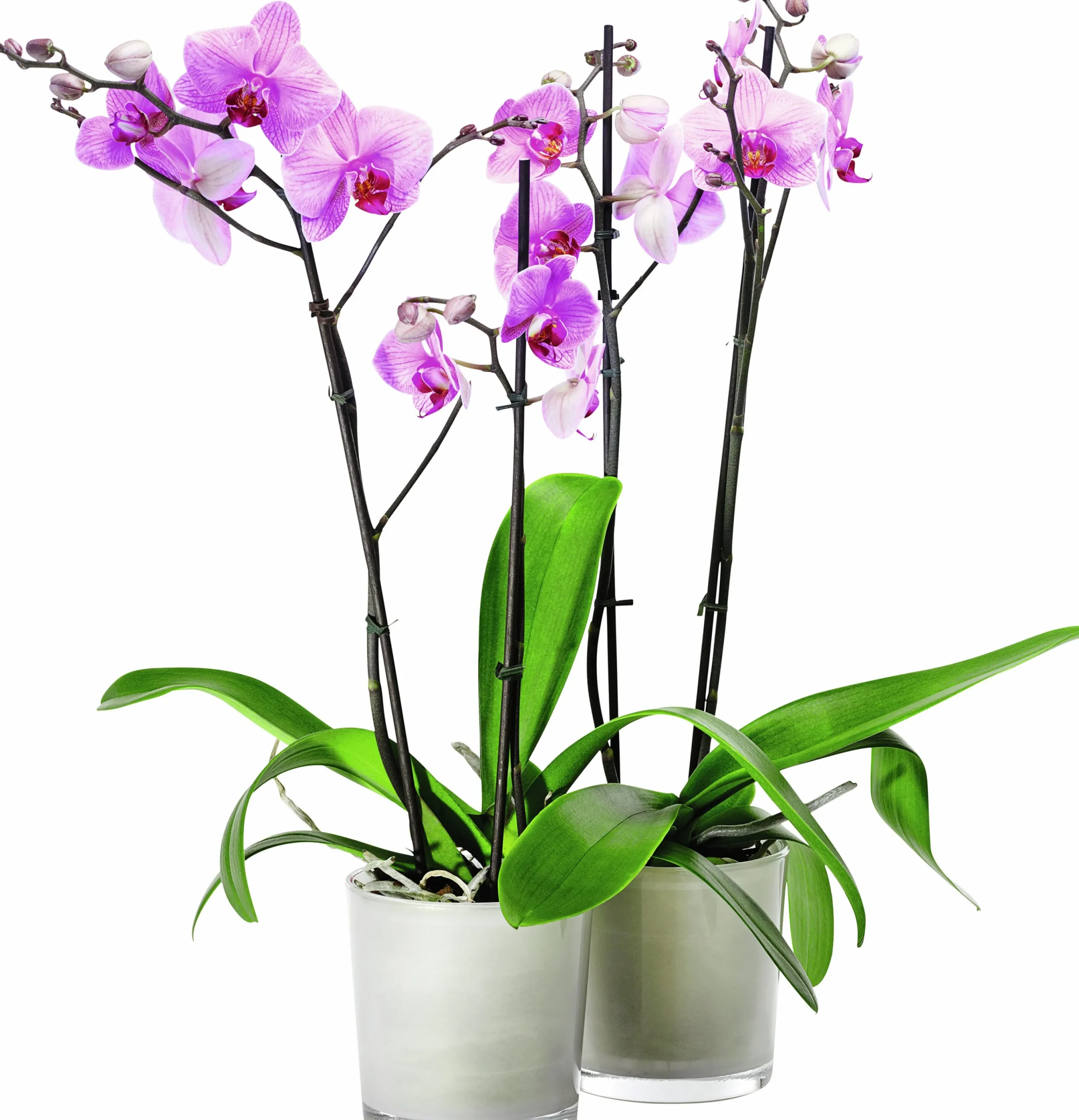 Brudorkidé lat. Phalaenopsis spp.>Mäster Grön