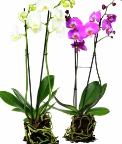 Brudorkidé lat. Phalaenopsis spp.><noscript><img width=
