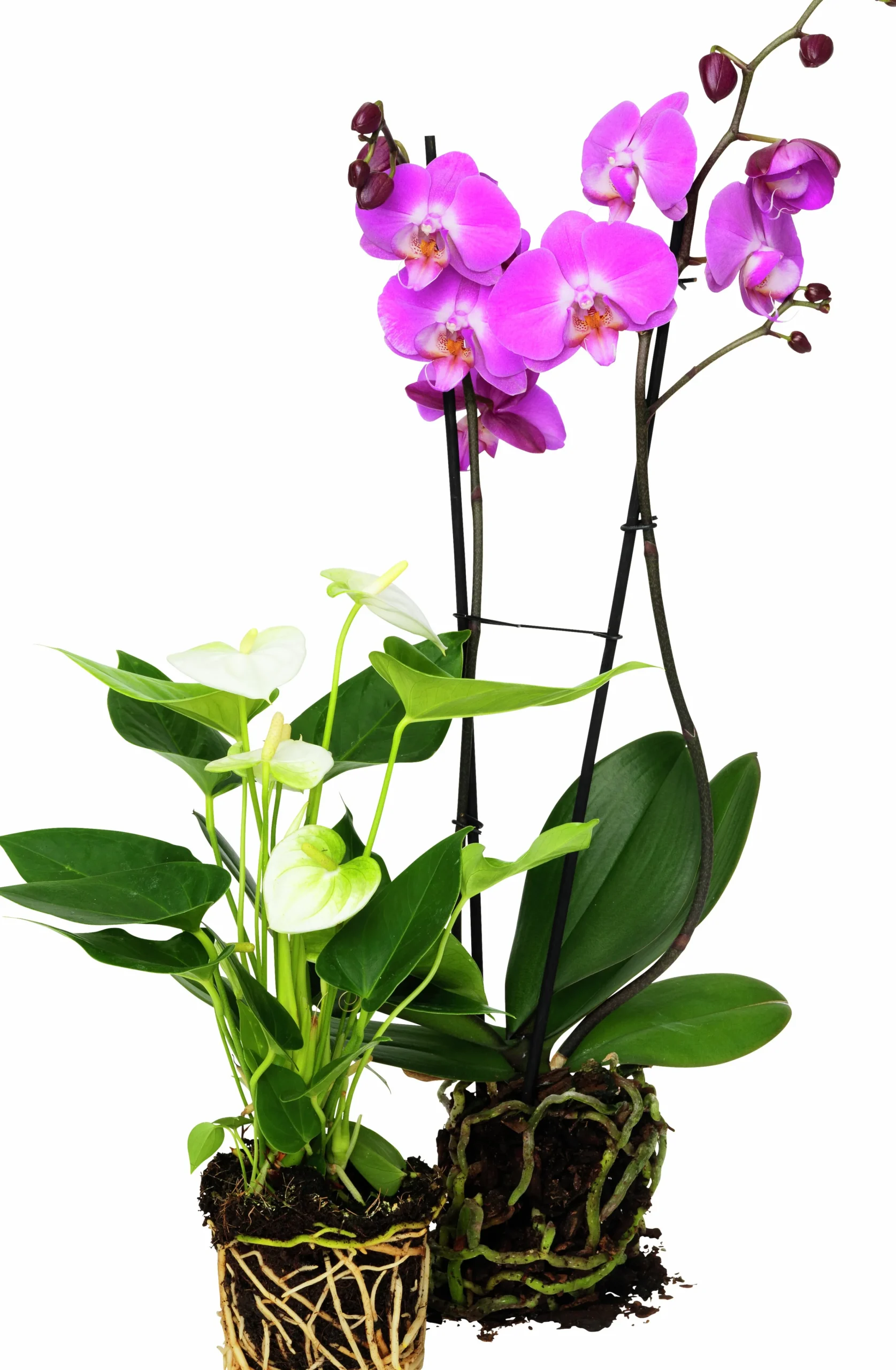 Brudorkidé lat. Phalaenopsis spp.>Mäster Grön