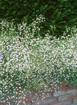 Brudslöja klassisk>Omnia garden Clearance