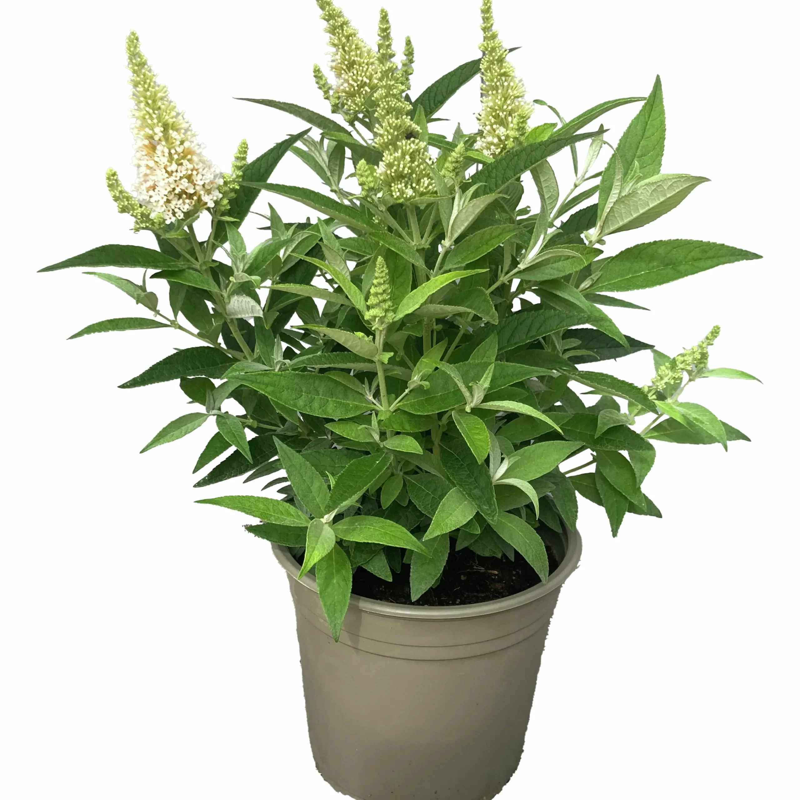 Buddleja Butterfly Candies Mix>Mäster Grön Best