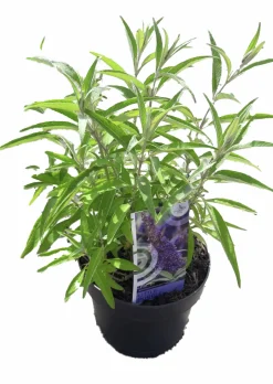 Buddleja Butterfly Candies Mix>Mäster Grön Best