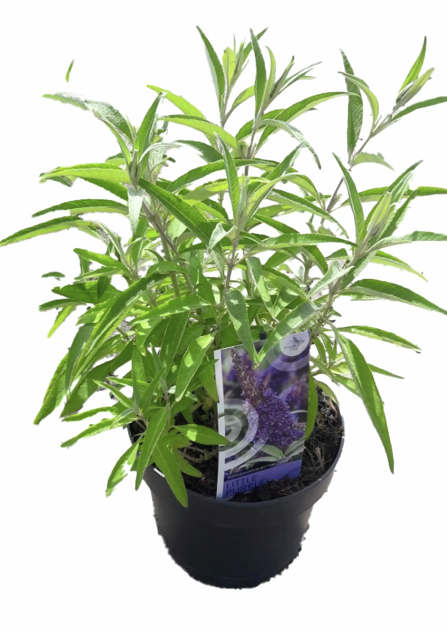 Buddleja Butterfly Candies Mix>Mäster Grön Best