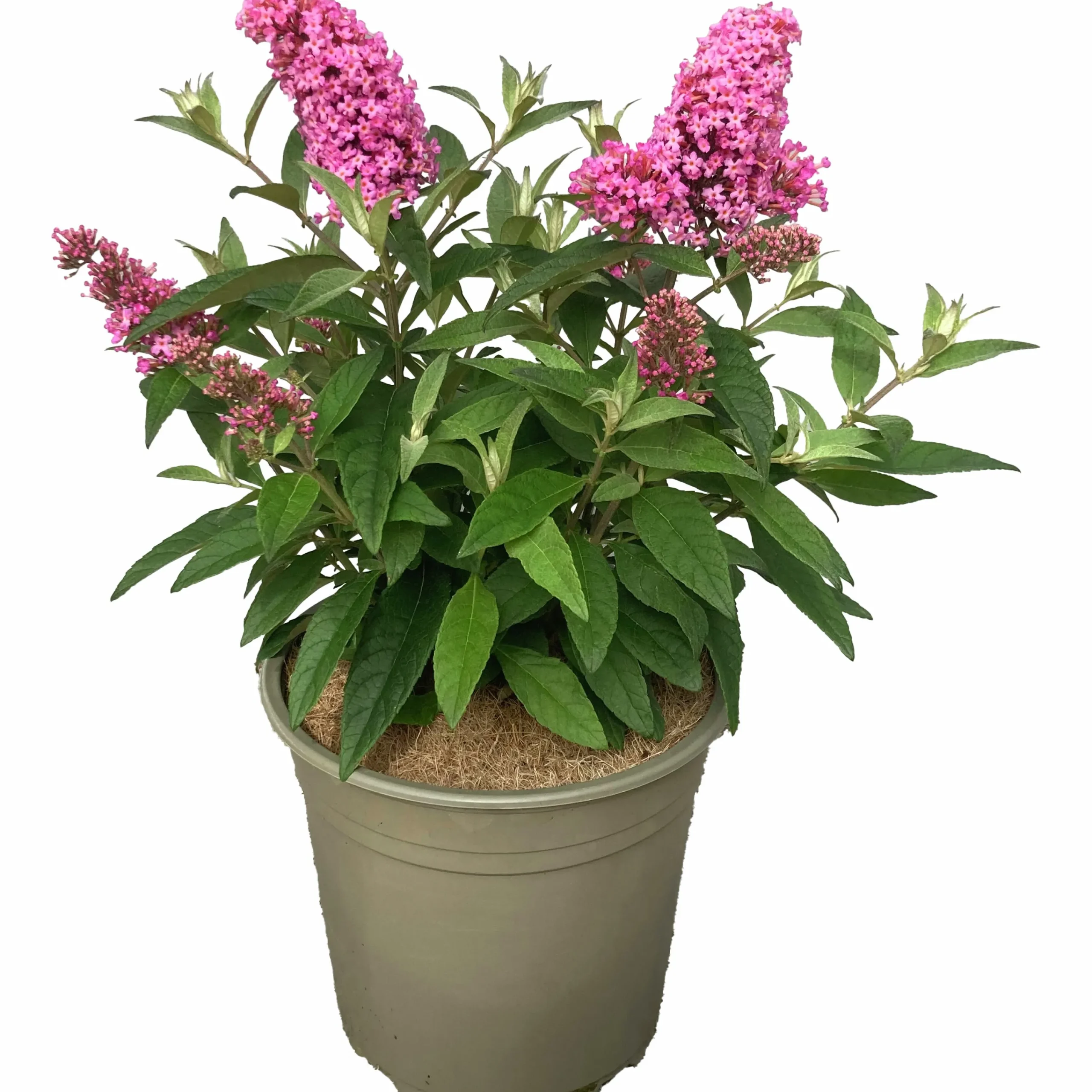 Buddleja Butterfly Candies Mix>Mäster Grön Best