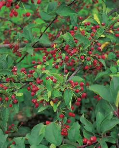 Bukettapel 'Sargentii' Barrotad><noscript><img width=
