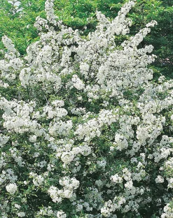 Bukettapel 'Sargentii' Barrotad><noscript><img width=
