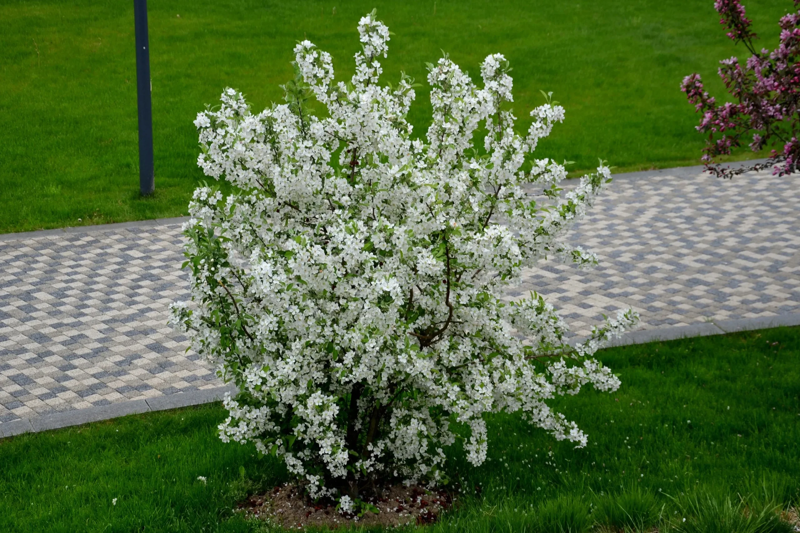 Bukettapel 'Sargentii' D:9-11cm Krukodlad>Omnia garden
