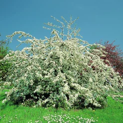 Bukettapel 'Sargentii' Krukodlad>Omnia garden