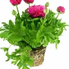 Bukettranunkel lat. Ranunculus asiaticus>Mäster Grön New