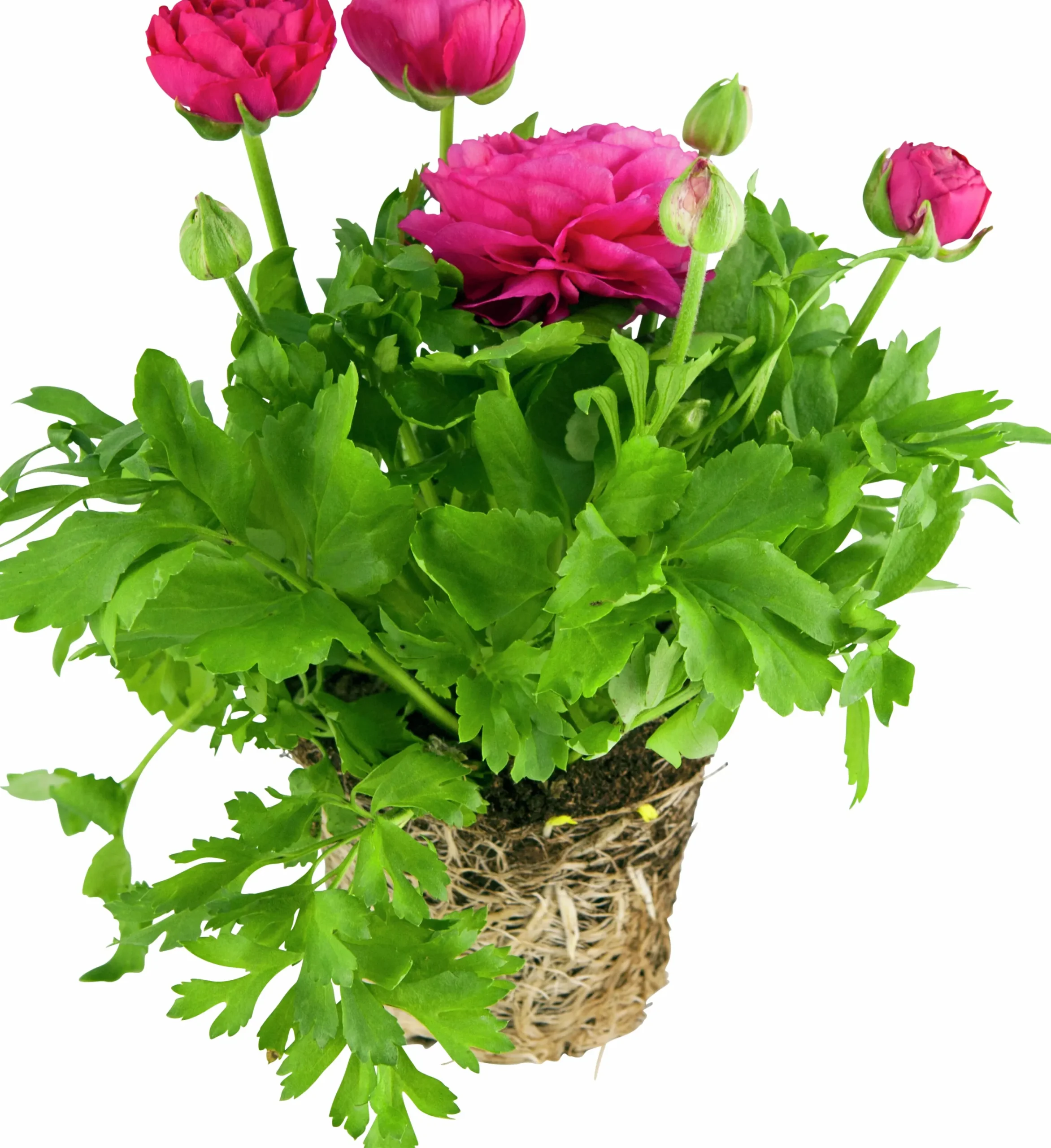 Bukettranunkel lat. Ranunculus asiaticus>Mäster Grön New