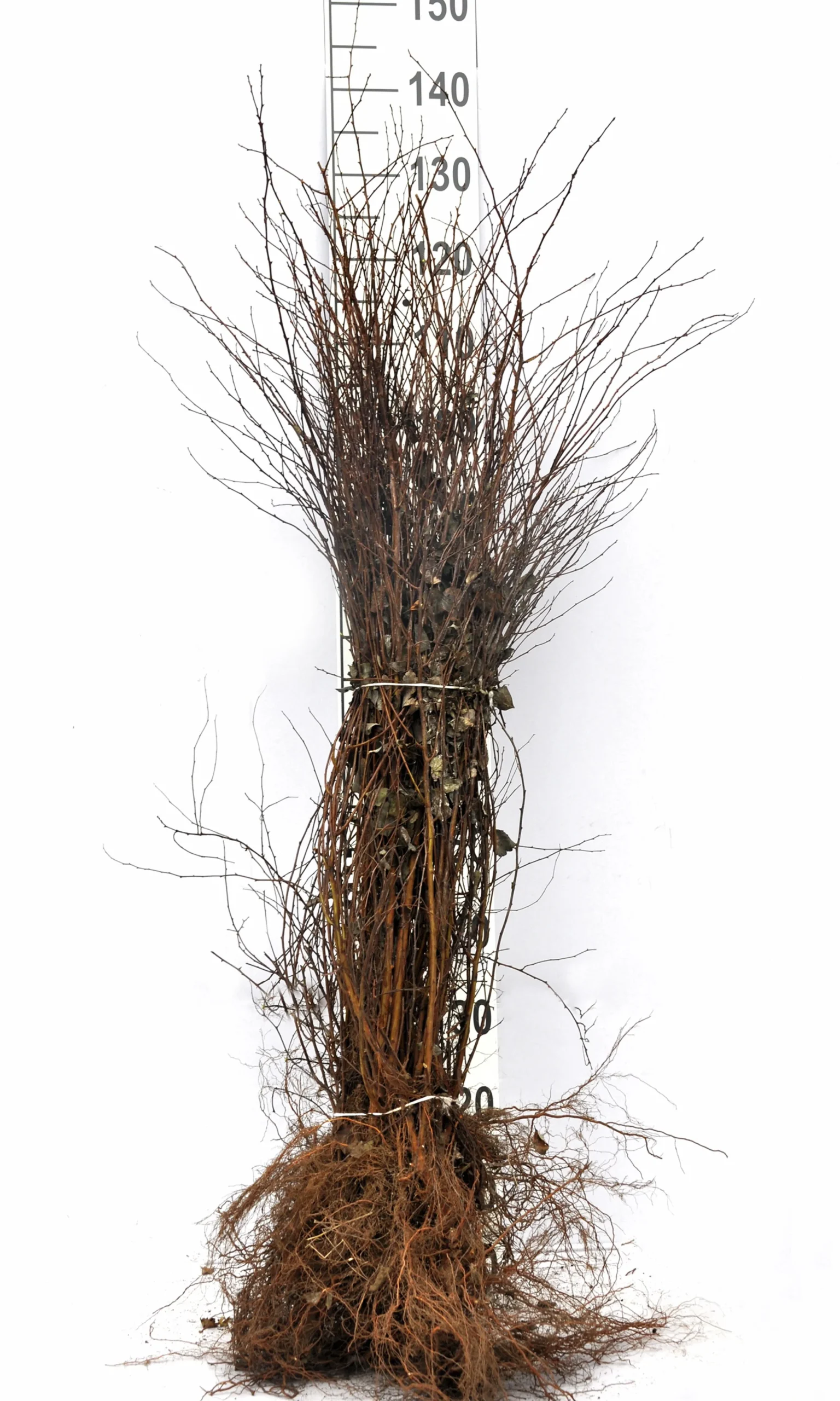 Bukettspirea Barrotad>Omnia garden Best
