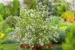 Bukettspirea Barrotad>Omnia garden Best
