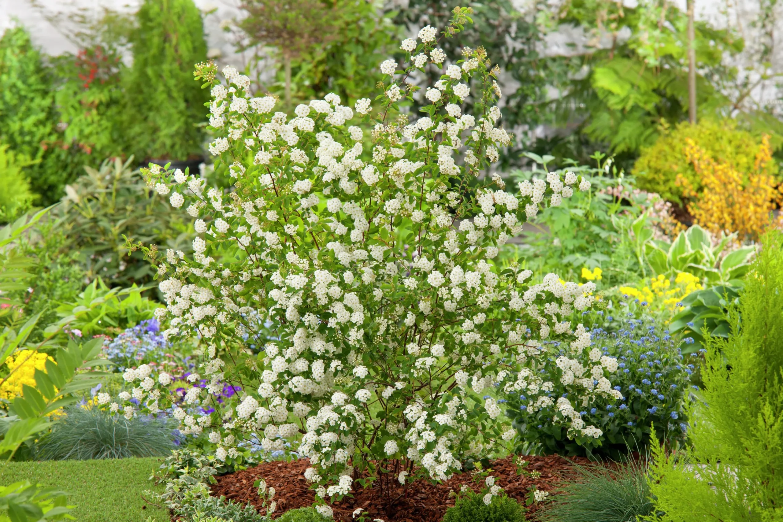 Bukettspirea Barrotad>Omnia garden Best