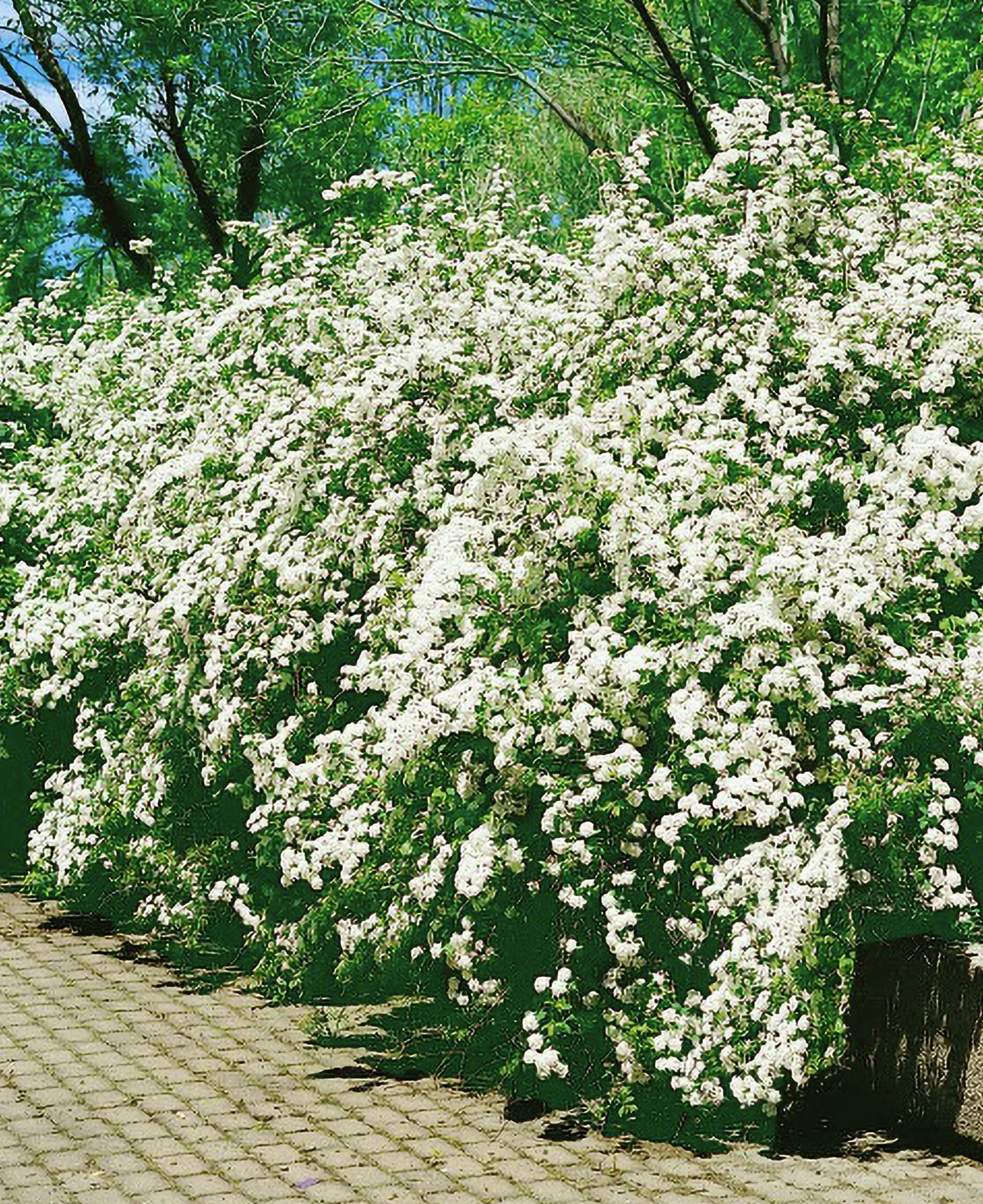 Bukettspirea Barrotad>Omnia garden Best