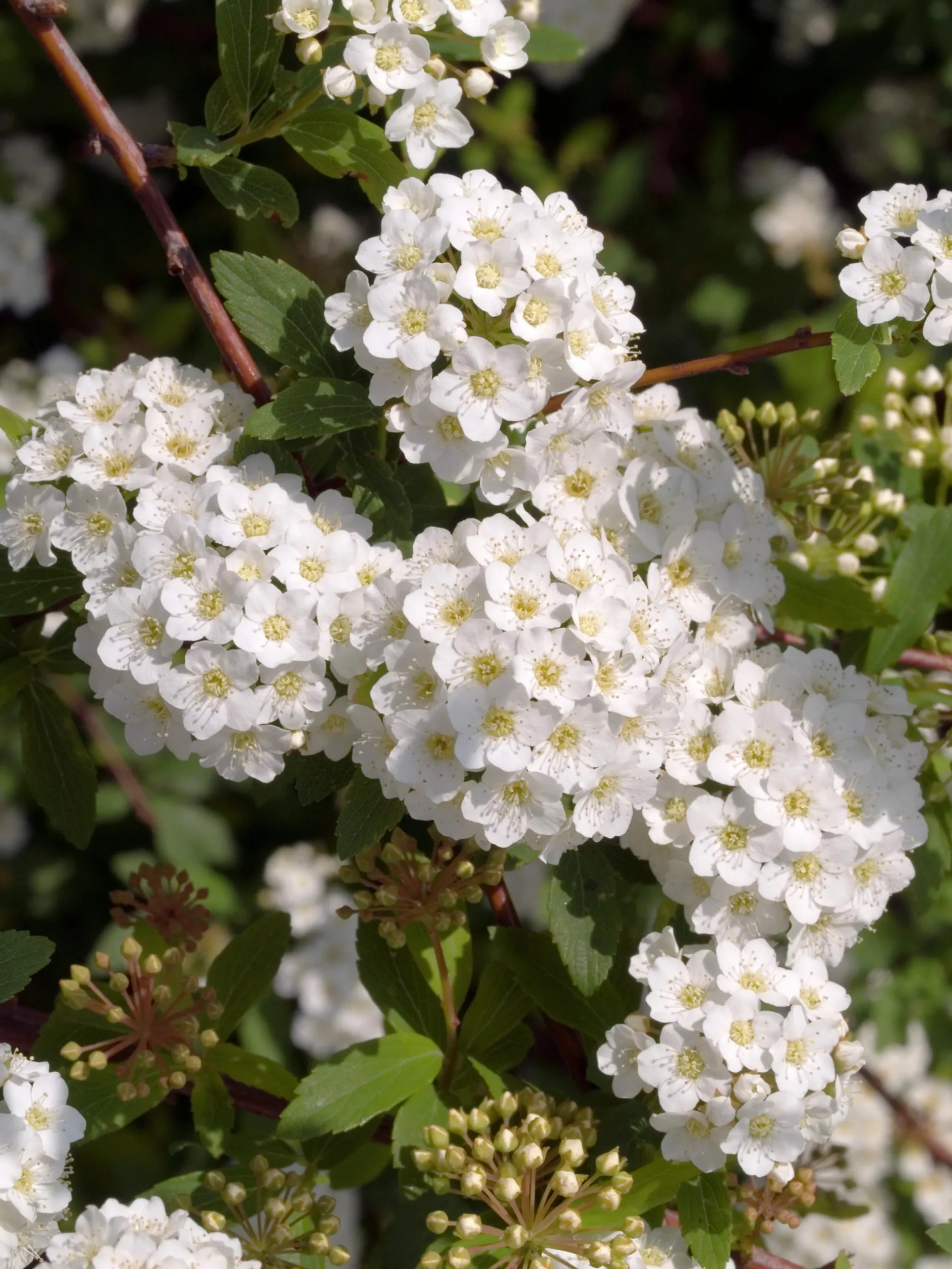 Bukettspirea Barrotad>Omnia garden Best