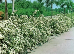 Bukettspirea Barrotad><noscript><img width=