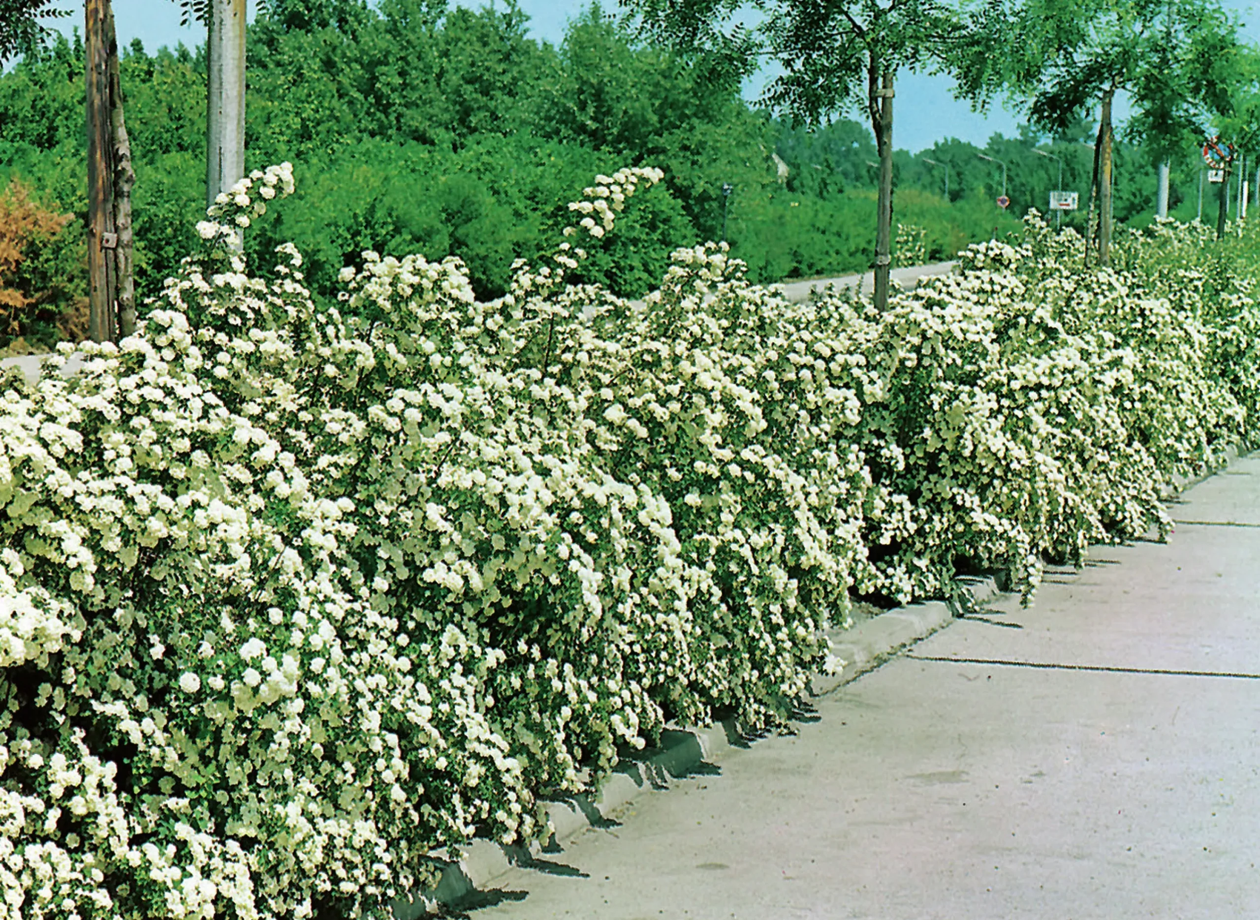 Bukettspirea Barrotad>Omnia garden Best