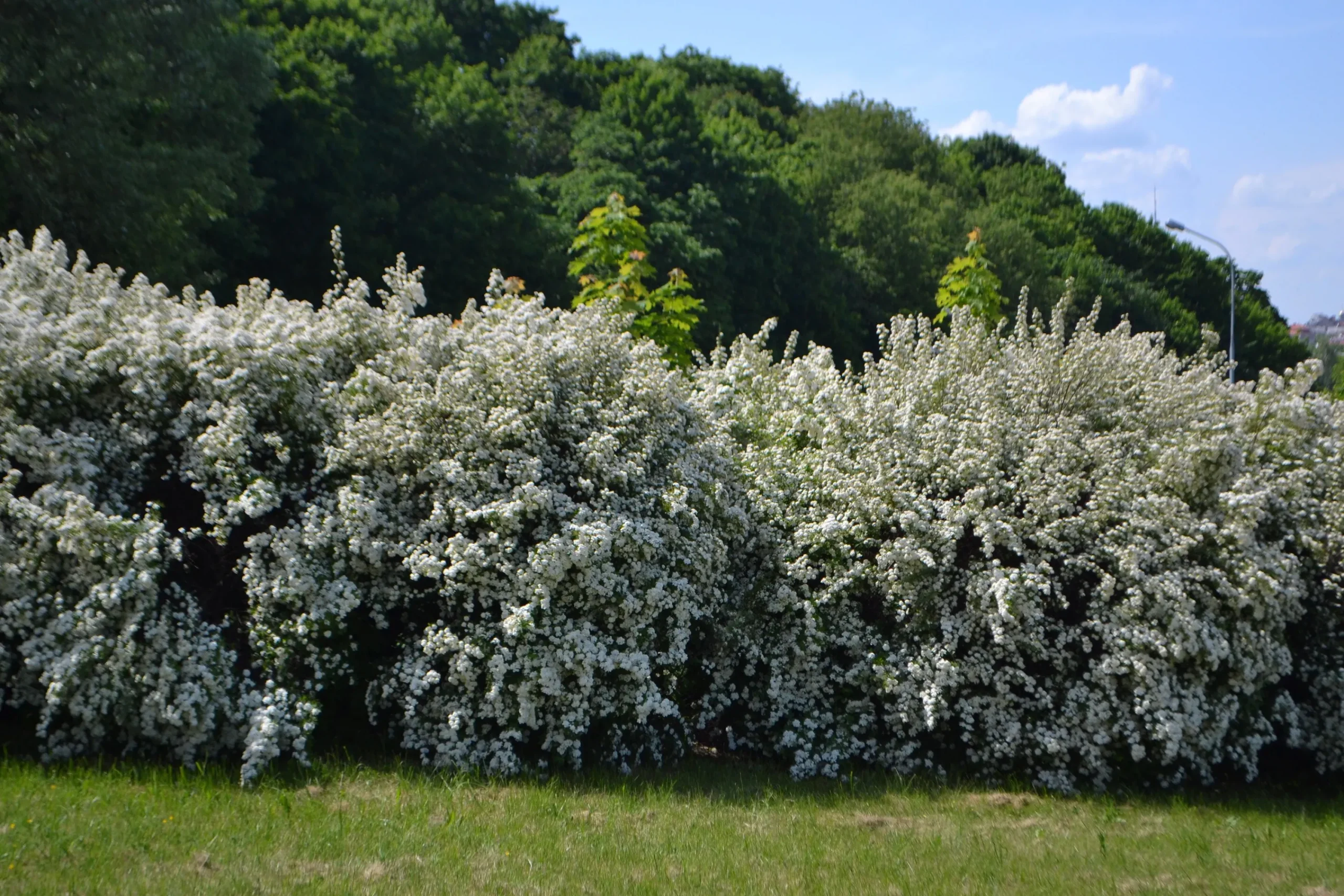 Bukettspirea Barrotad>Omnia garden Best