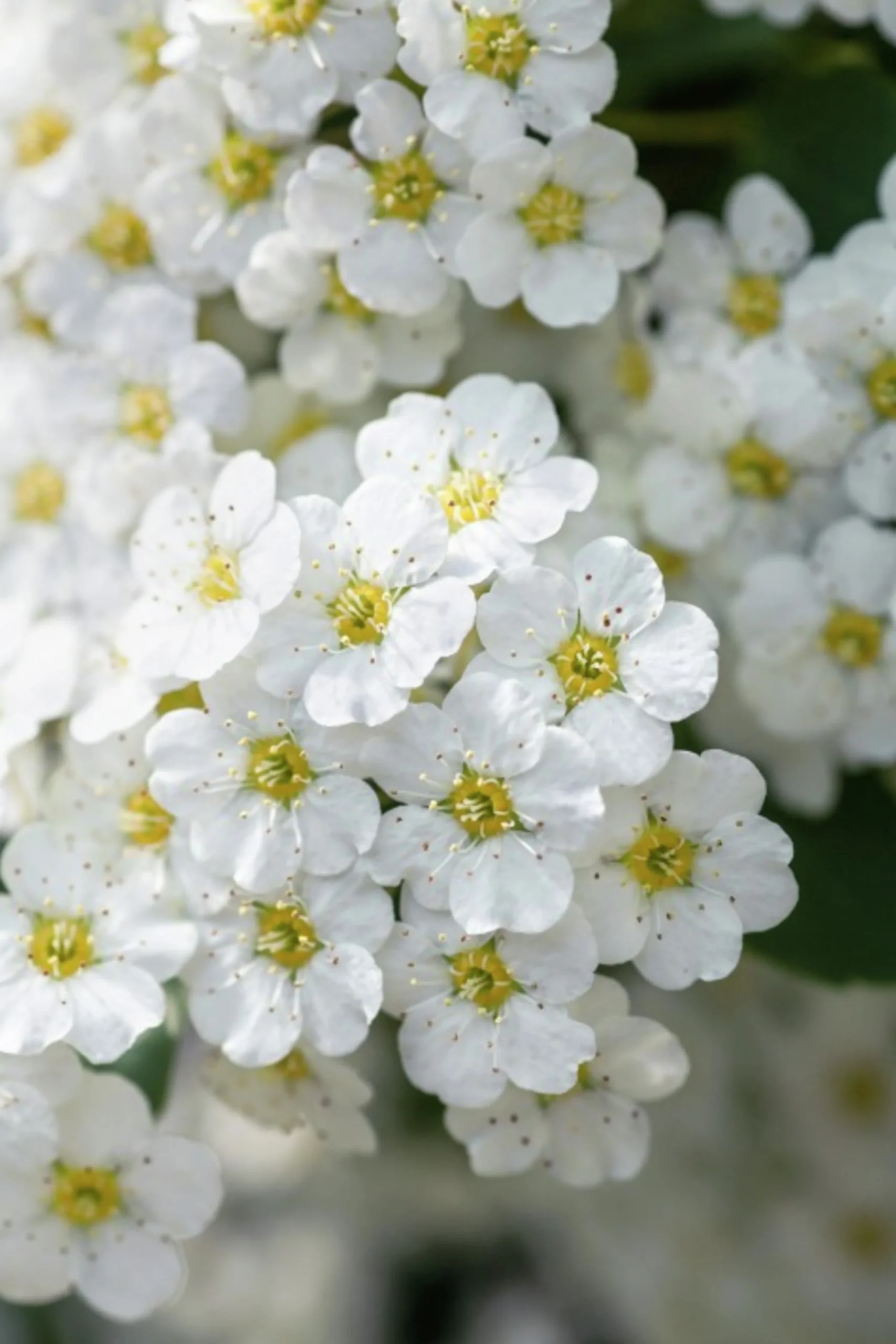 Bukettspirea Barrotad>Omnia garden Best