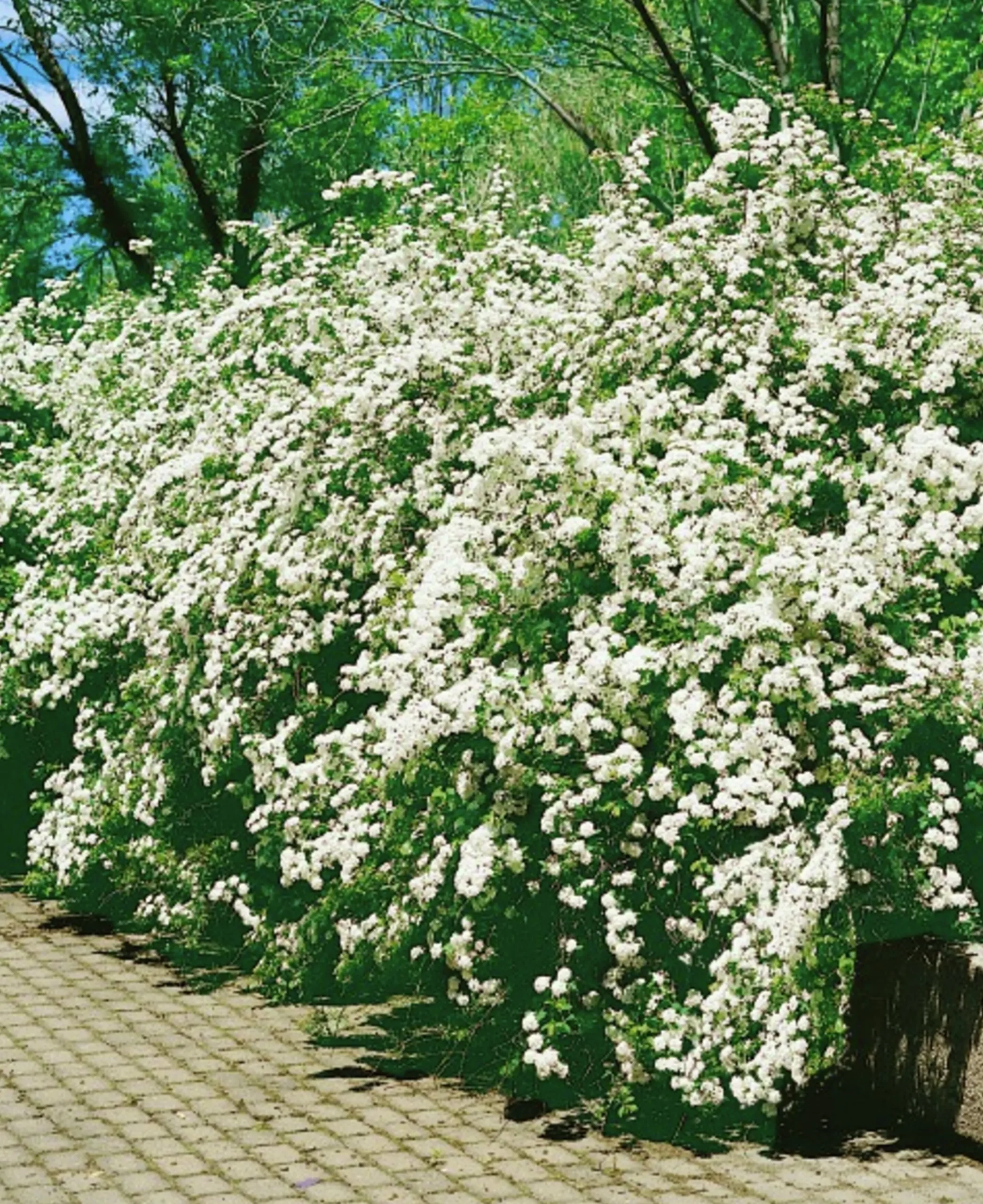 Bukettspirea Barrotad>Omnia garden Best