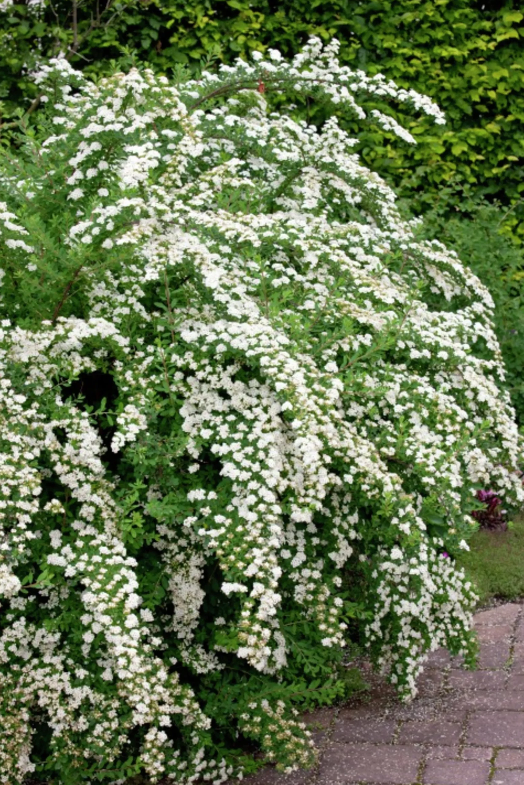 Bukettspirea Barrotad>Omnia garden Best