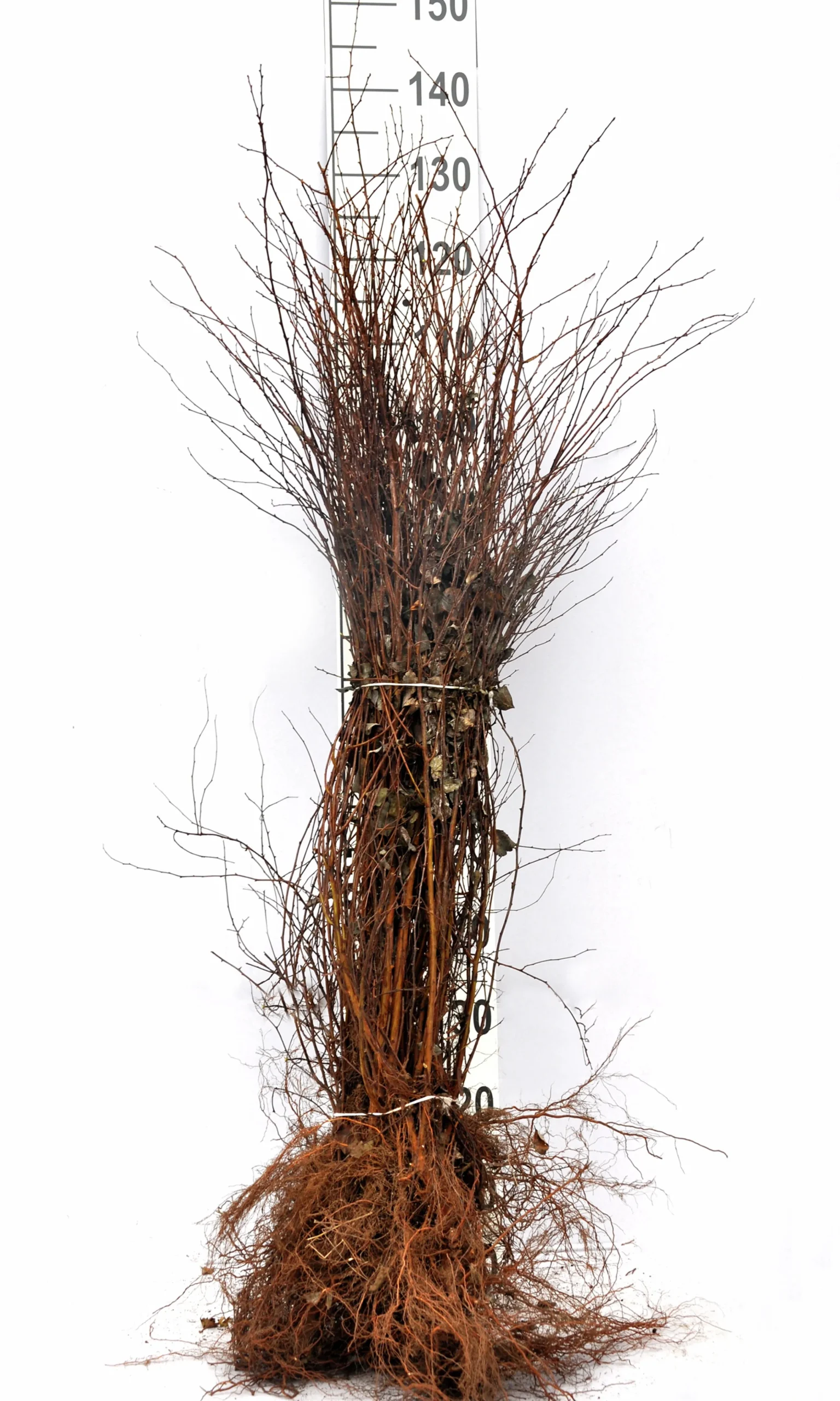 Bukettspirea Barrotad>Omnia garden Best