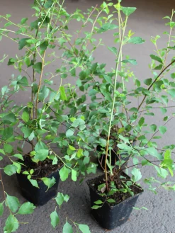 Bukettspirea D:9-11cm Krukodlad>Omnia garden Clearance