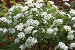 Bukettspirea D:9-11cm Krukodlad>Omnia garden Clearance