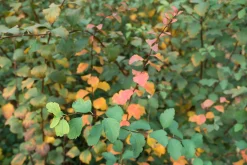 Bukettspirea D:9-11cm Krukodlad><noscript><img width=