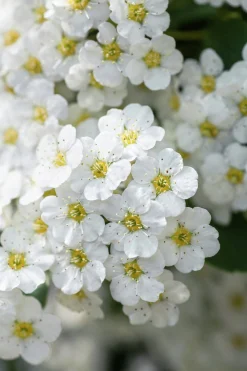 Bukettspirea D:9-11cm Krukodlad><noscript><img width=