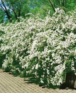 Bukettspirea D:9-11cm Krukodlad><noscript><img width=