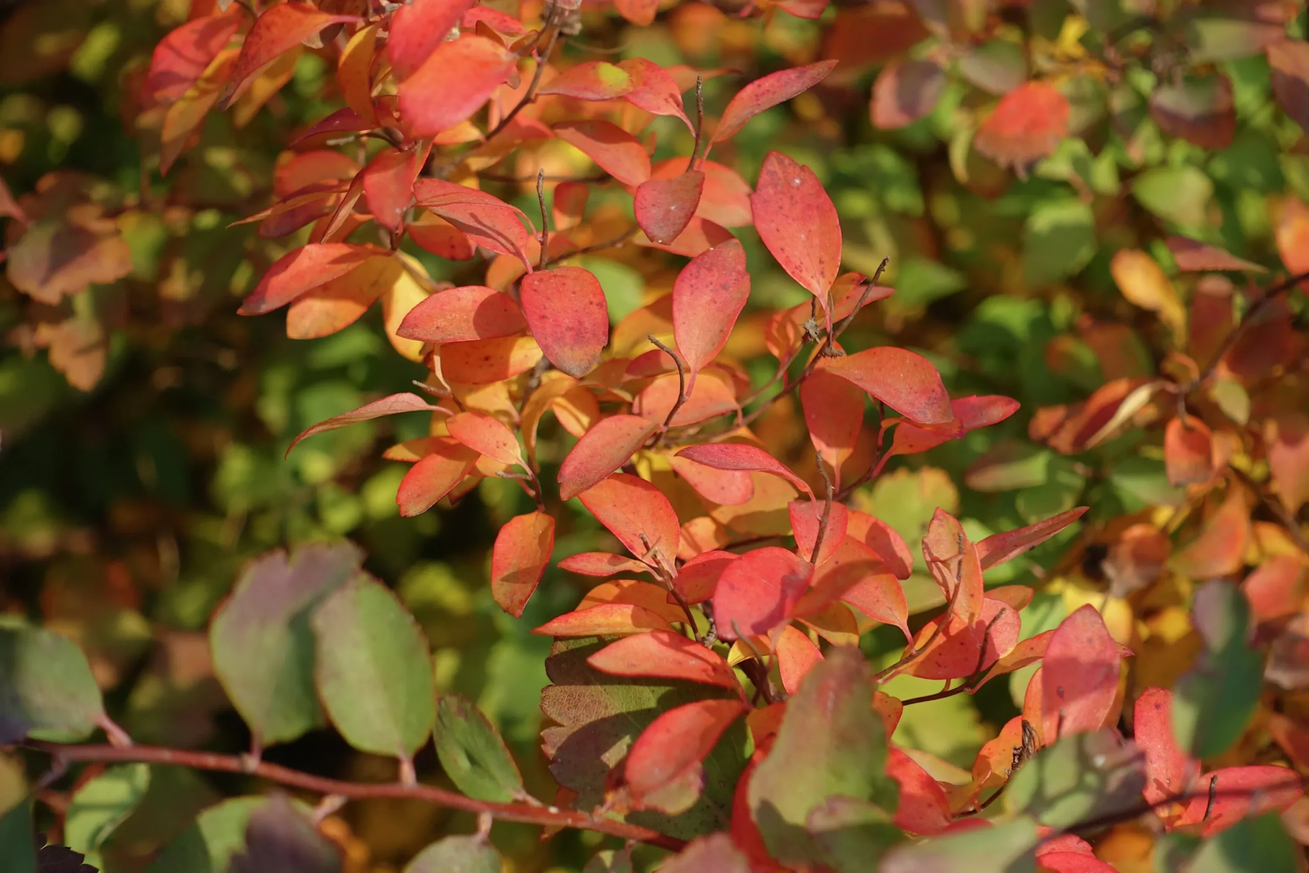 Bukettspirea Goliath Barrotad>Omnia garden Clearance