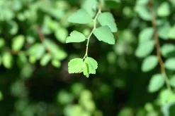 Bukettspirea Goliath Barrotad>Omnia garden Clearance