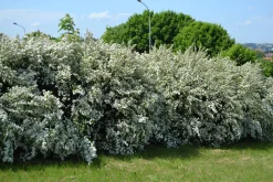 Bukettspirea Goliath Barrotad><noscript><img width=