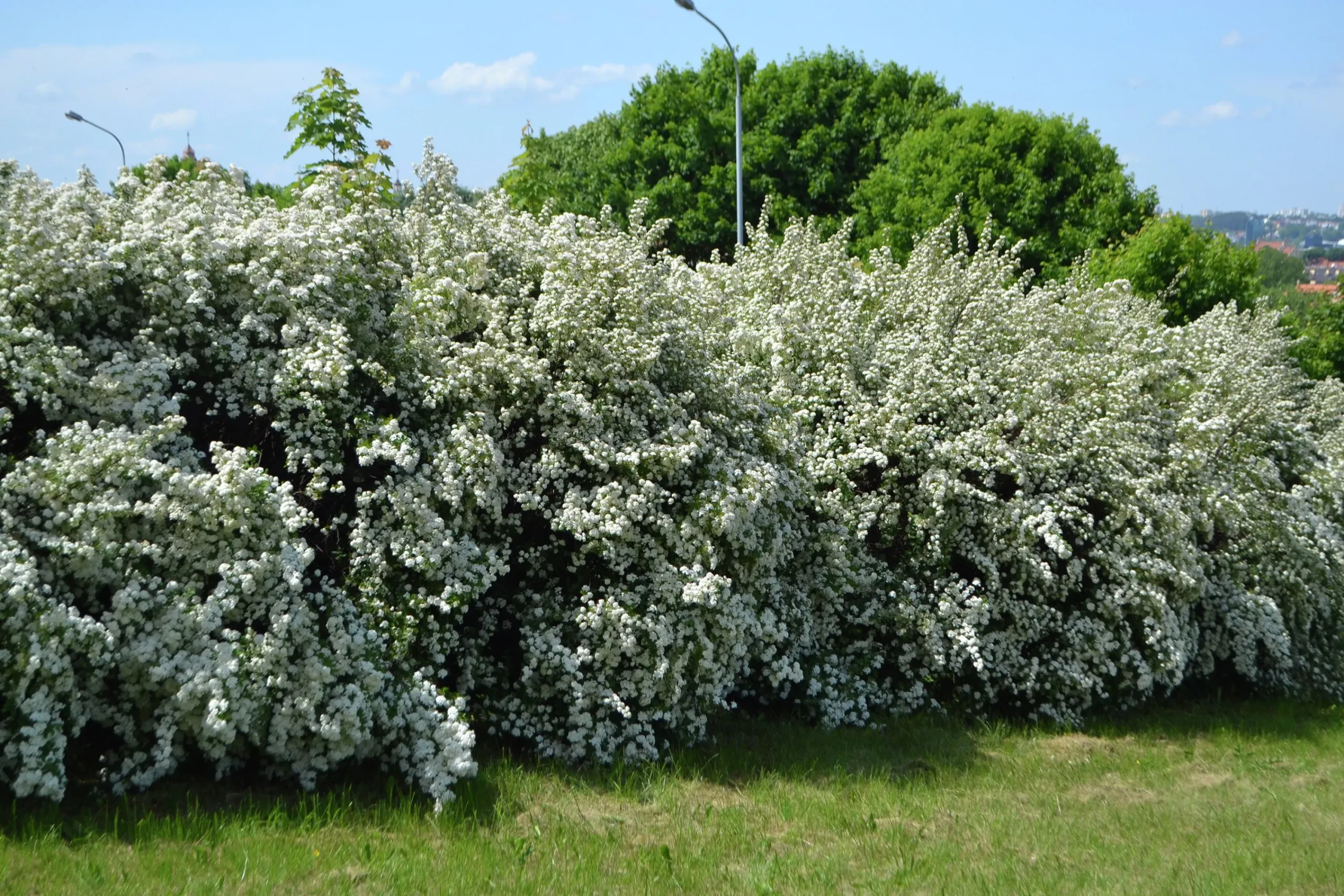 Bukettspirea Goliath Barrotad>Omnia garden Clearance