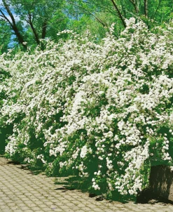 Bukettspirea Goliath Barrotad><noscript><img width=