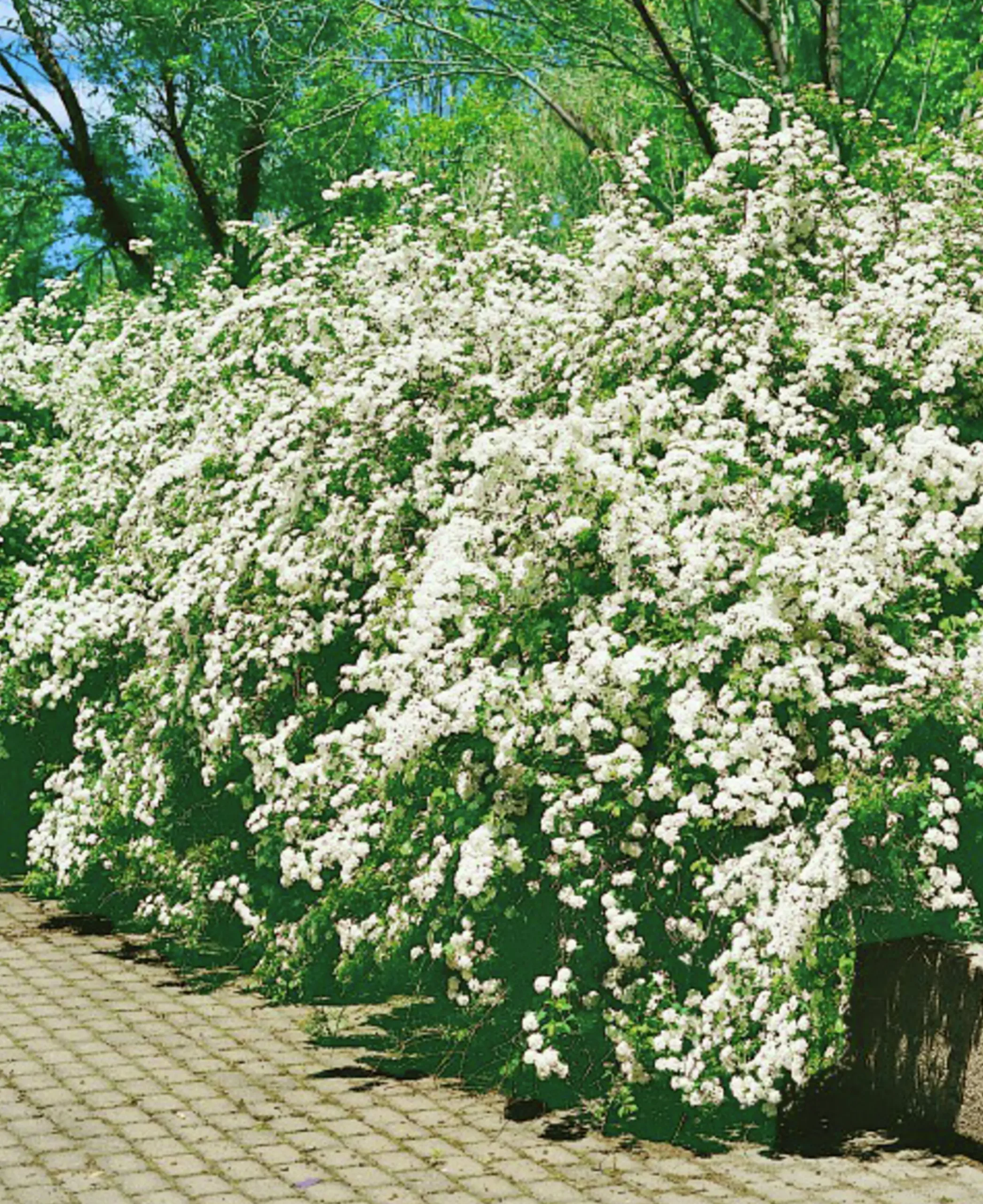 Bukettspirea Goliath Barrotad>Omnia garden Clearance